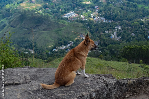 Obraz Dog on the mountain