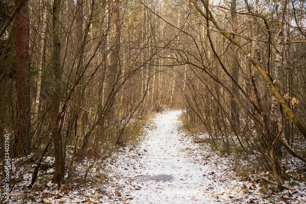 Obraz leśna zimowa ścieżka