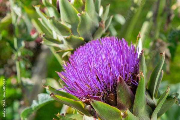 Obraz Purple artichoke flower