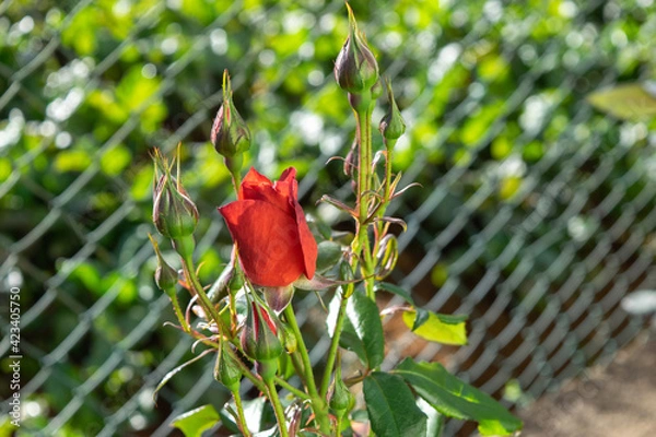 Obraz Red rose in the garden