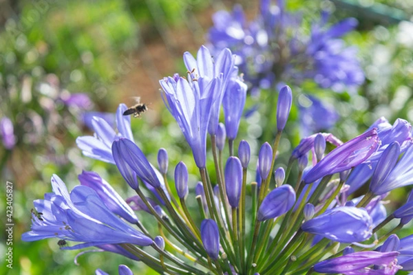 Obraz Purple flowers