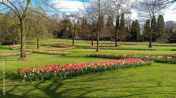 Obraz English lawn with strips of tulips in the middle of the trees. Photographed in Italy, in the Sigurtà Garden Park.