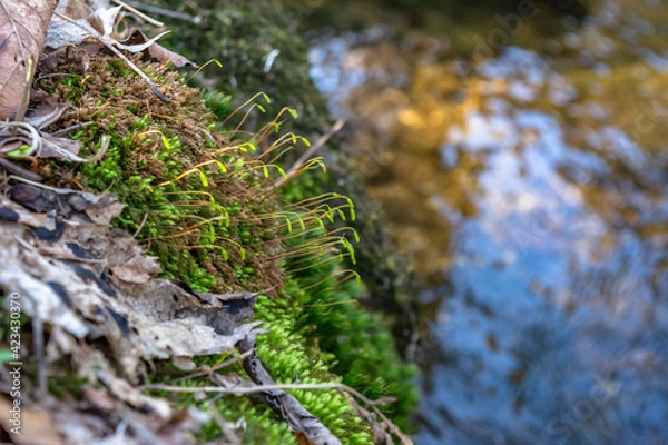 Fototapeta Small and narrow stream winding throught the dense green forest on early spring