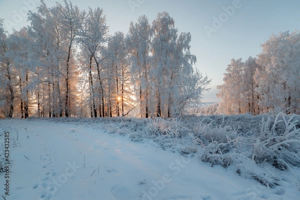 Obraz trees in the snow