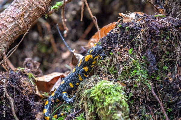 Fototapeta Fire salamander, salamandra salamandra, looking sideways from a moss covered tree in forest. Patterned toxic animal with yellow spots and stripes in natural habitat.
