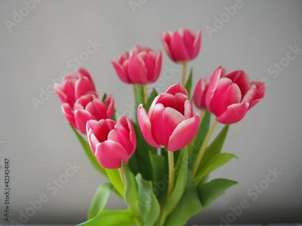 Obraz tulipany, kwiaty