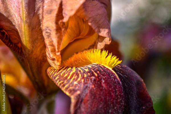 Fototapeta Macro photo of nature blooming flower unusual orange iris. Macro shot. A detail shot for websites and marketing materials. Iris flower growing in the garden in spring. Beautiful unique blooming.