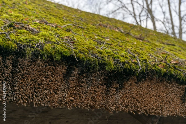Obraz grass on the roof