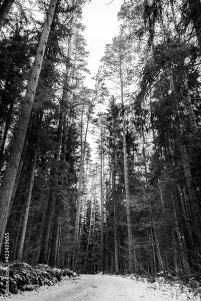 Obraz winter forest in the snow