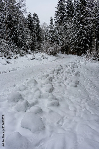 Obraz snow covered trees in winter