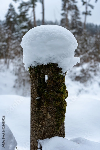 Obraz snow covered tree