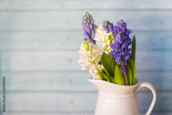 Fototapeta  blue and white hyacinths, the first blooms of spring, in a white vase on a blue wooden background with copy space perfect for seasonal greetings