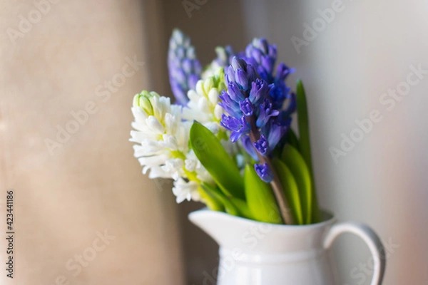 Fototapeta  blue and white hyacinths, the first blooms of spring, in a white vase on a beige background 