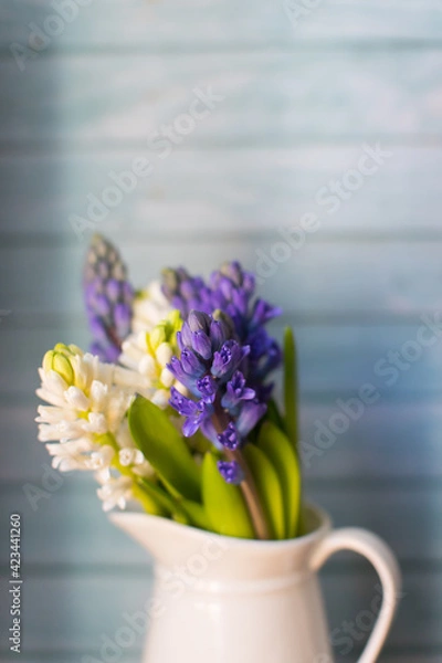 Fototapeta  blue and white hyacinths, the first blooms of spring, in a white vase on a blue wooden background with copy space perfect for seasonal greetings