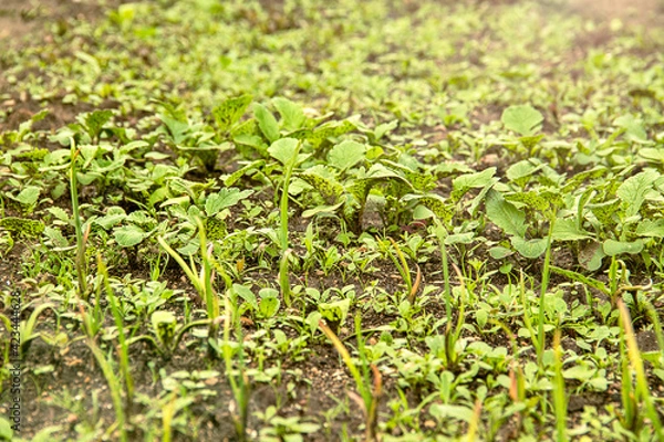 Obraz Young little sprouts of various green plants with weeds and grass on garden bed growing in spring. Selective focus.