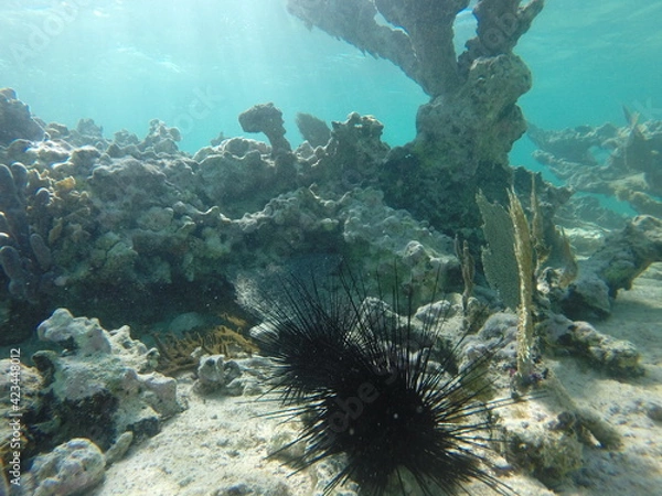 Obraz corail sur reflet de soleil