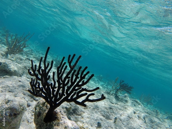 Obraz corail des caraïbe