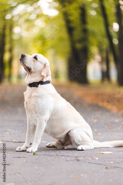 Fototapeta Portrait of a Labrador retriever in the park in the fall.