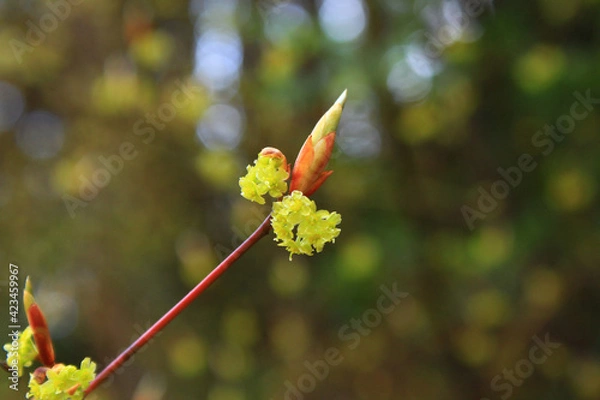 Obraz クロモジの花と新芽