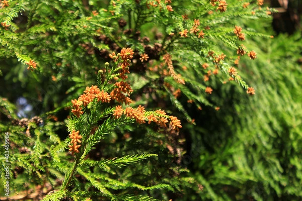 Obraz 杉の雄花　花粉