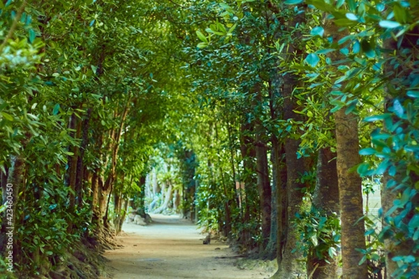 Fototapeta 朝日が差し込むフクギ並木のトンネル