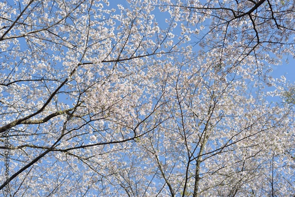 Fototapeta 田野町の桜