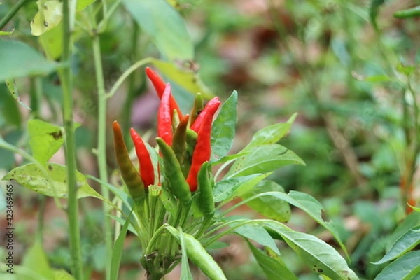 Fototapeta 収穫前の赤唐辛子
