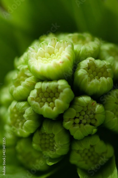 Obraz フキノトウのアップ