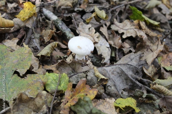 Obraz Mushroom on the ground