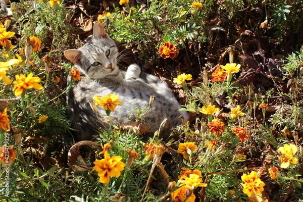 Obraz Cat in the grass