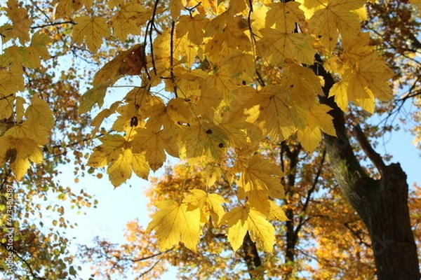 Obraz Yellow maple leaves