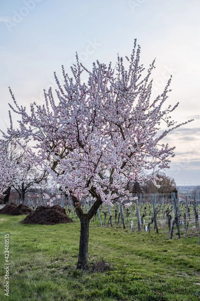 Fototapeta tree in bloom