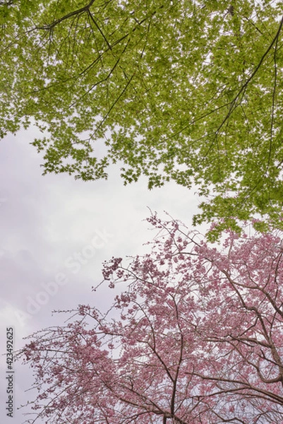 Fototapeta サクラと楓