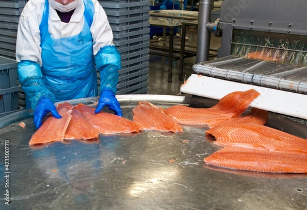 Obraz Salmon fish factory processing line detail