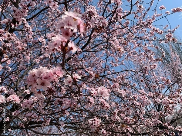 Fototapeta Sakure trees blooming