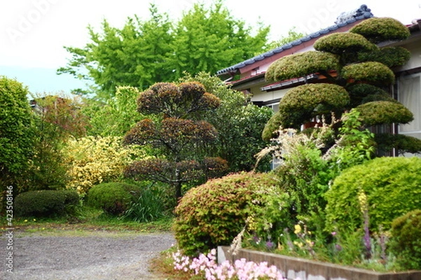 Fototapeta 実家の庭