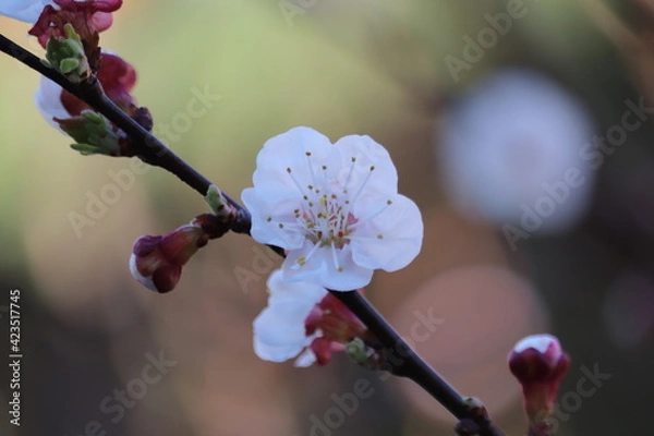 Fototapeta blooming tree