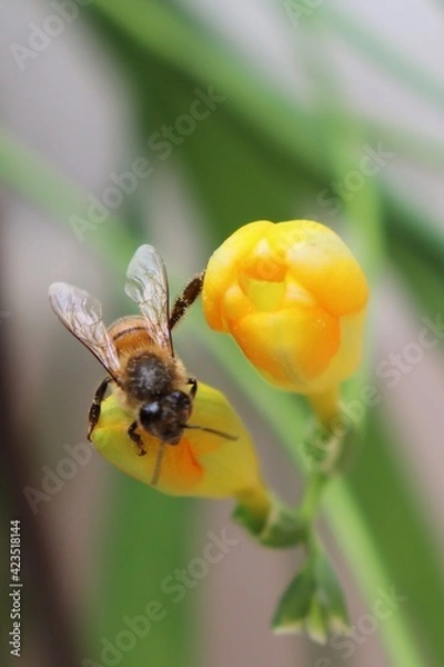 Obraz bee on yellow flower