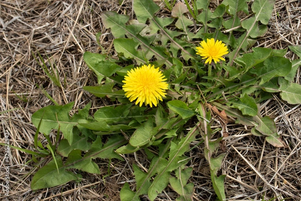 Obraz 畦道に咲くたんぽぽ