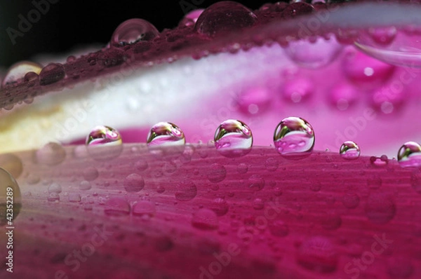 Obraz капли на цветах