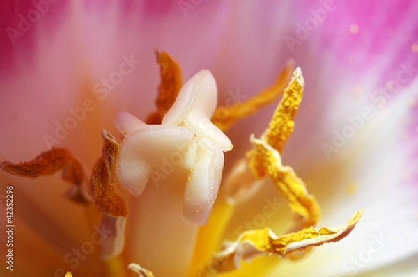 Obraz орхидеи