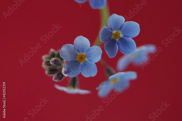 Obraz незабудки