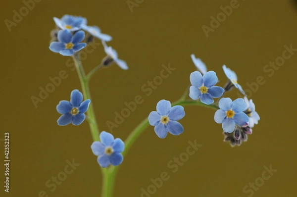 Obraz незабудки