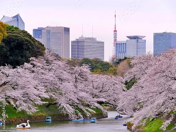 Fototapeta 千鳥ヶ淵の桜1