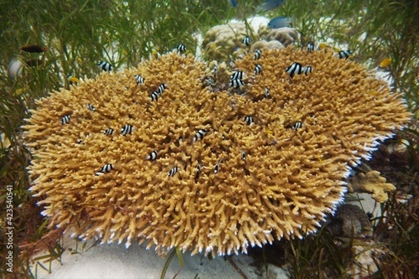 Obraz Hard coral reef scene