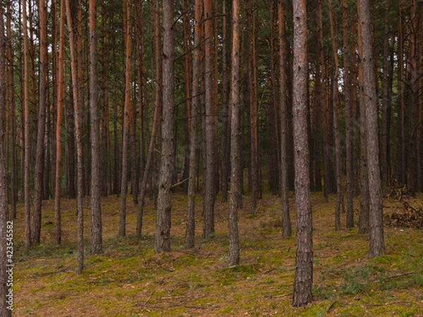 Fototapeta trees at spring