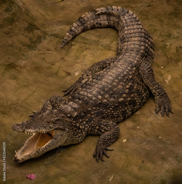 Obraz crocodile with open mouth