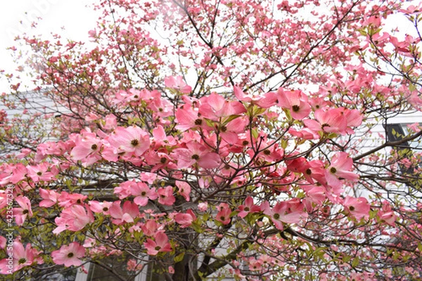 Obraz pink cherry blossom