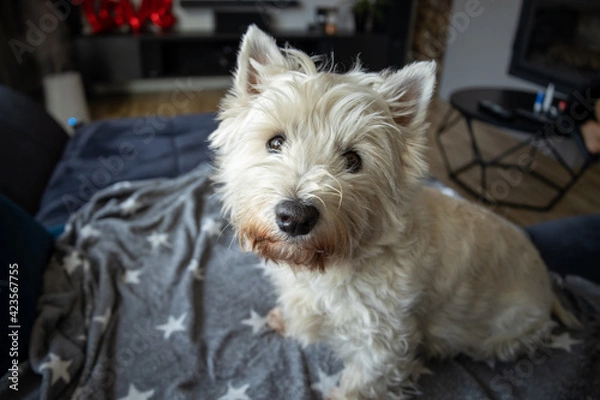 Obraz Patrzący pies