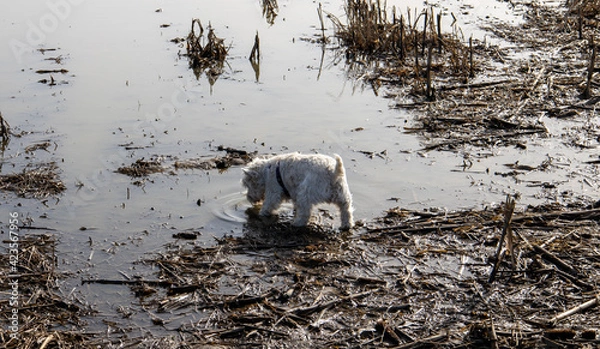 Obraz Pies pijący wodę w kałuży